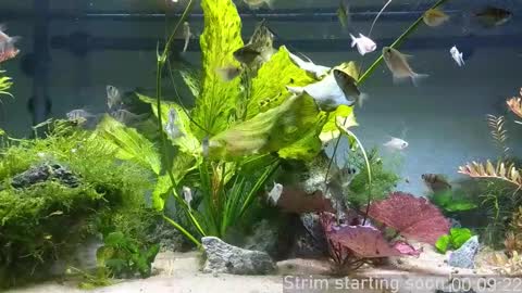 Snapshot of booker_baxton chatting on December 3, 3:58 am Booker Baxton online show from December 3, 3:58 am