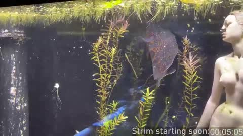 Booker Baxton online show from January 11, 4:06 am