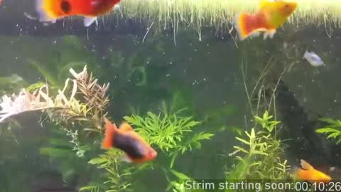 Booker Baxton online show from April 7, 2:56 am