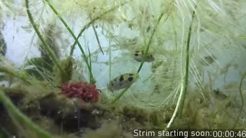 Booker Baxton online show from April 18, 3:10 am