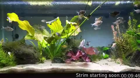 Booker Baxton online show from April 22, 2:58 am