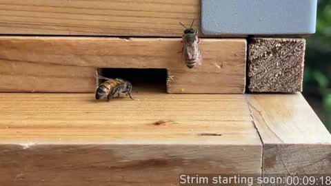 Booker Baxton online show from April 23, 2:57 am