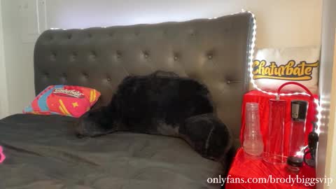 Snapshot of brodybiggs chatting on November 30, 8:02 pm Brody Biggs online show from November 30, 8:02 pm