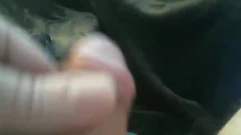 bullemoe online show from October 27, 8:18 am