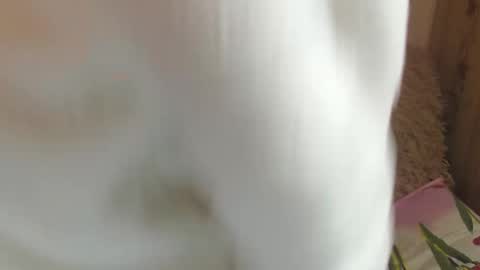 say meow and send tips  online show from December 14, 11:39 am