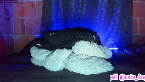 Snapshot of cata_angel1 chatting on April 28, 12:09 am Cata Angel online show from April 28, 12:09 am