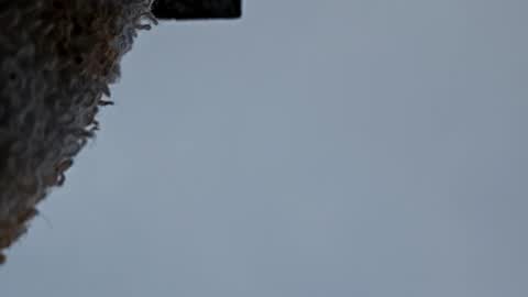 cheffydl online show from November 9, 12:47 pm