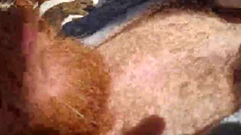 cody_phoenix online show from October 11, 2:26 pm