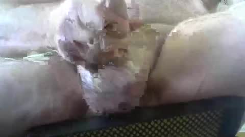 Snapshot of coffee90028 chatting on February 3, 5:29 pm coffee90028 online show from February 3, 5:29 pm