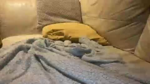 Cumfar online show from December 18, 2:39 am