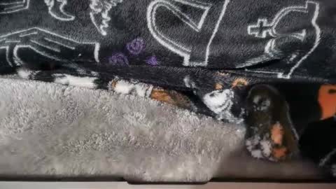 dabangaz4life online show from January 17, 8:41 am