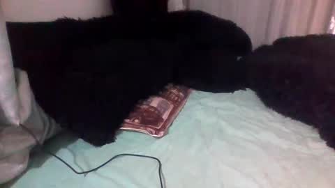 dani9821569006 online show from September 14, 3:00 pm