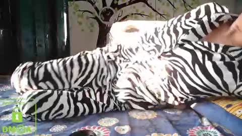 Sasha online show from December 13, 11:45 am