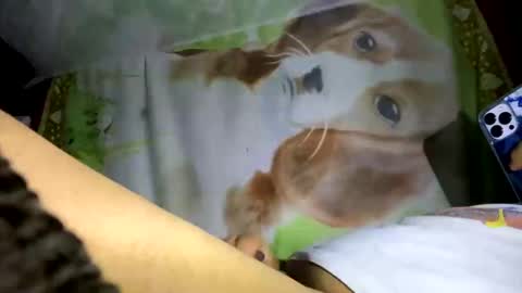 davzsoher online show from January 10, 2:04 am