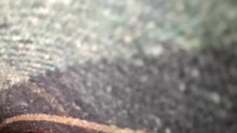 Snapshot of dino_7711 chatting on November 12, 1:39 am dyno online show from November 12, 1:39 am