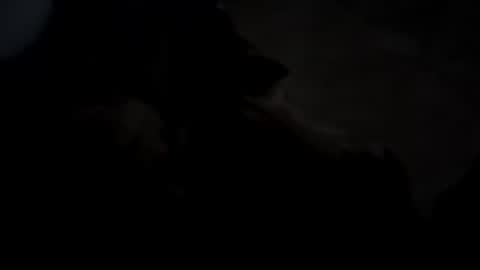 dthedog12 online show from October 5, 2:43 am