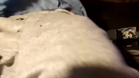 Snapshot of edmore1215 chatting on December 18, 12:51 pm edmore1215 online show from December 18, 12:51 pm