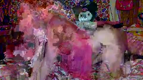 Snapshot of egirlhaile chatting on February 18, 3:42 am Sparkly Haile online show from February 18, 3:42 am