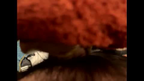 ehdgher online show from November 6, 9:21 am