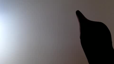 elosocazador online show from December 19, 8:27 pm