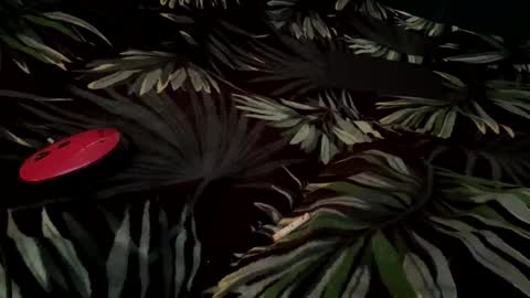 Eva online show from September 14, 6:45 am