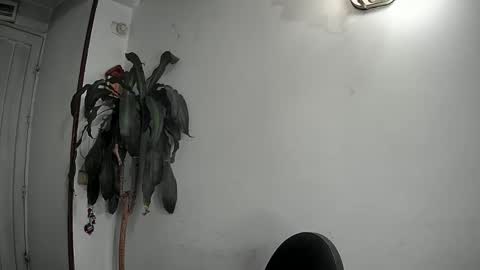 evacollins12 online show from December 22, 2:28 am