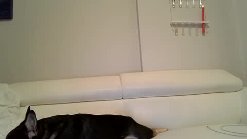 Badblondebunny online show from December 12, 12:05 am