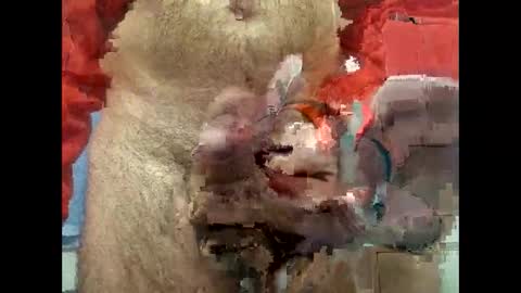 flippe64 online show from February 5, 10:08 am