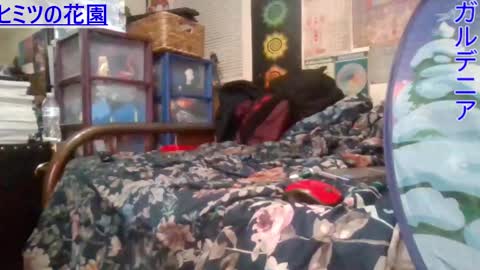 Gardenia online show from February 26, 7:53 am