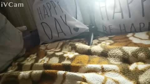 Snapshot of gatodes6116291 chatting on October 30, 5:35 pm gatodes6116291 online show from October 30, 5:35 pm