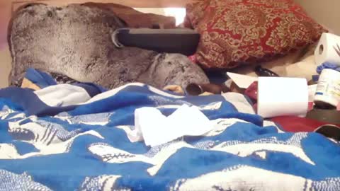 Snapshot of goodbootaye chatting on February 1, 3:07 pm Juicy Booty online show from February 1, 3:07 pm