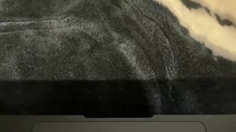 gumbywanna online show from November 16, 2:00 pm