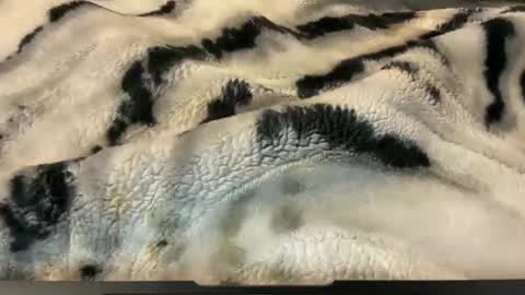 gumbywanna online show from November 26, 2:56 am