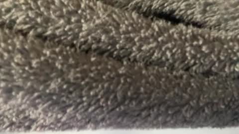 Snapshot of hairy_mexi chatting on March 8, 4:56 am J M online show from March 8, 4:56 am