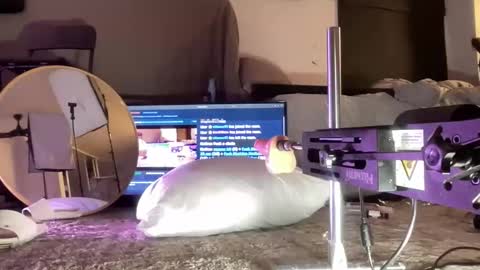 LockedThug online show from December 15, 5:01 am