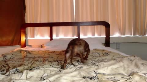 Snapshot of hercules__ chatting on February 1, 1:02 am Gregblonde Alextattoo online show from February 1, 1:02 am