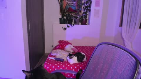 Snapshot of honey_hoe chatting on December 13, 6:10 am Lau online show from December 13, 6:10 am