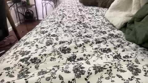 Annabelle online show from February 4, 12:05 am