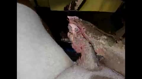 hung_mac0 online show from April 27, 1:42 pm