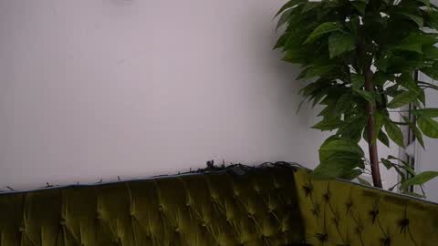 Snapshot of icedanielles chatting on January 11, 6:33 pm Danielle online show from January 11, 6:33 pm