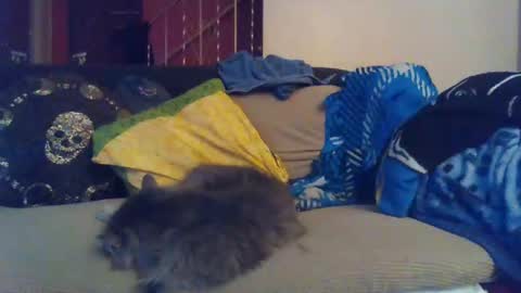 indigo_scorpio online show from January 30, 9:15 am