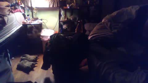 indigo_scorpio online show from March 4, 2:06 am