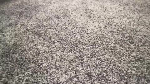 ironerectionn online show from January 11, 1:32 am