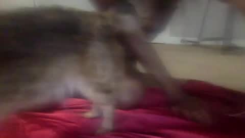 Snapshot of iysisfv chatting on September 26, 2:04 am iysisfv online show from September 26, 2:04 am