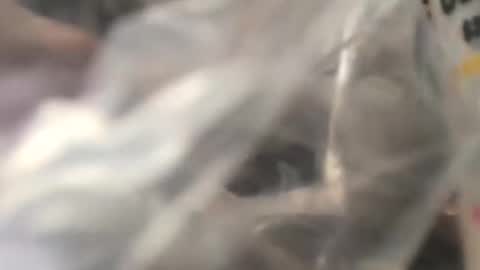 Snapshot of jojobrauer chatting on October 31, 5:03 pm jojobrauer online show from October 31, 5:03 pm