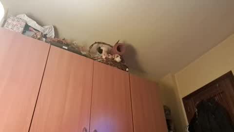 Snapshot of juanka85564456 chatting on January 20, 9:43 pm juanka85564456 online show from January 20, 9:43 pm