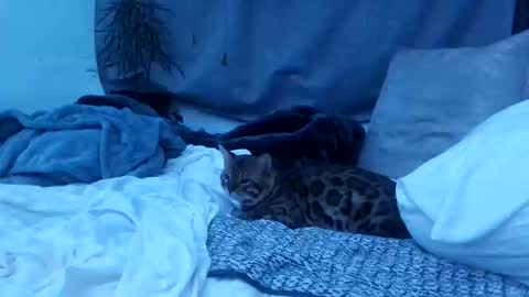 Snapshot of jwolf11851725 chatting on October 25, 8:22 am jwolf11851725 online show from October 25, 8:22 am