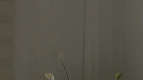 Help me with rate thanks  online show from February 2, 7:52 am