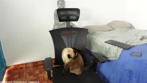 kite__ online show from December 23, 3:44 pm