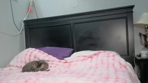 kittykat 1999 online show from February 26, 5:06 am